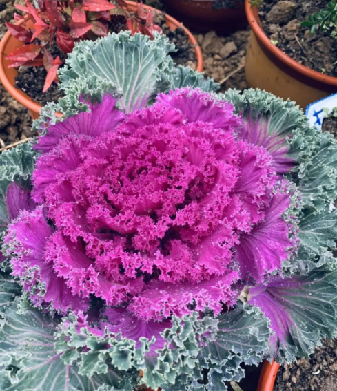 羽衣甘蓝中国叫什么