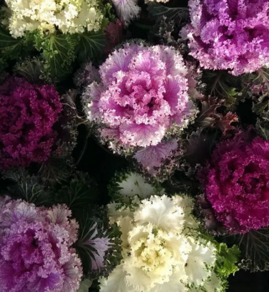 羽衣甘蓝中国叫什么