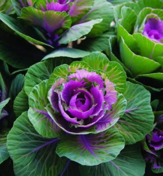 羽衣甘蓝中国叫什么