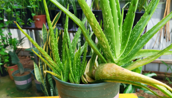 浅盆适合栽什么植物好