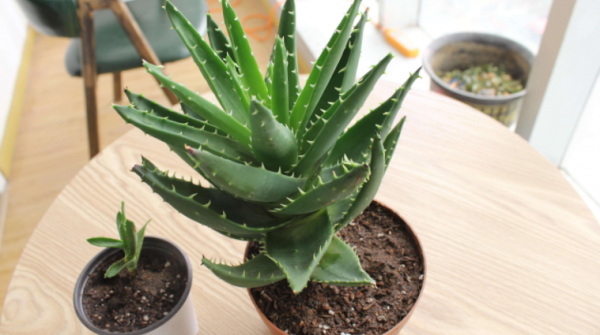 浅盆适合栽什么植物好