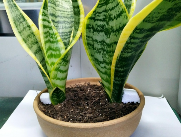 浅盆适合栽什么植物好