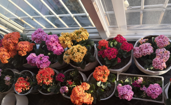 浅盆适合栽什么植物好