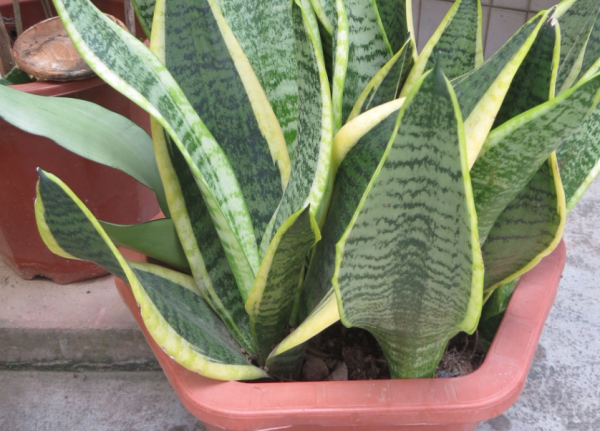 浅盆适合栽什么植物好