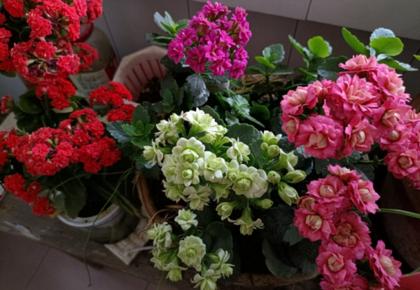 浅盆适合栽什么植物好