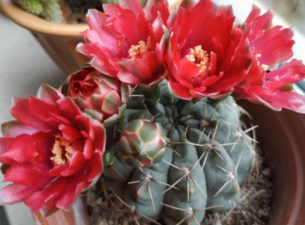 浅盆适合栽什么植物好