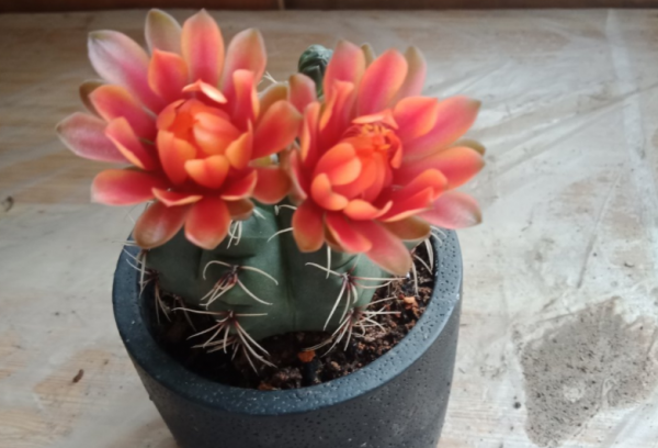 浅盆适合栽什么植物好