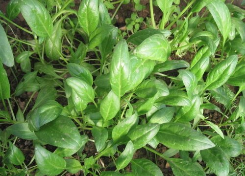 春节适合种什么蔬菜