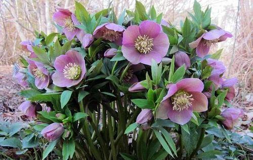 院子背阴的地方适合种什么植物