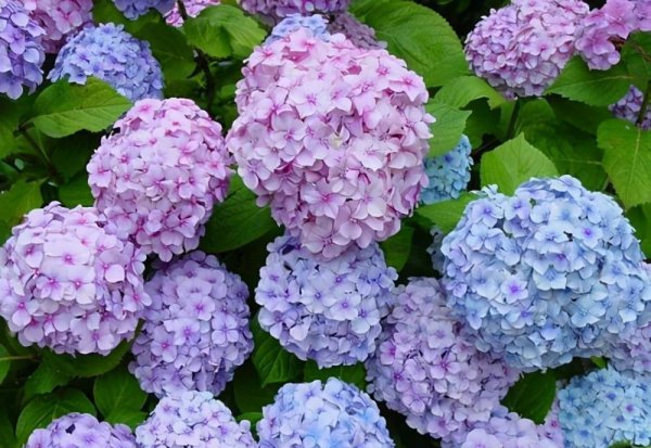 院子背阴的地方适合种什么植物