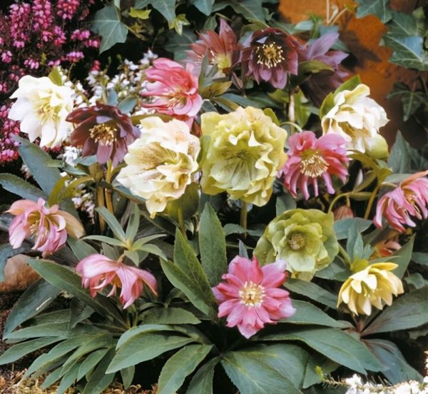 院子背阴的地方适合种什么植物