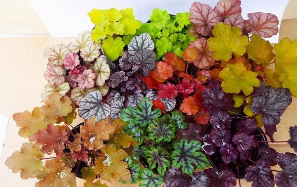 院子背阴的地方适合种什么植物