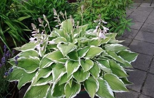 院子背阴的地方适合种什么植物