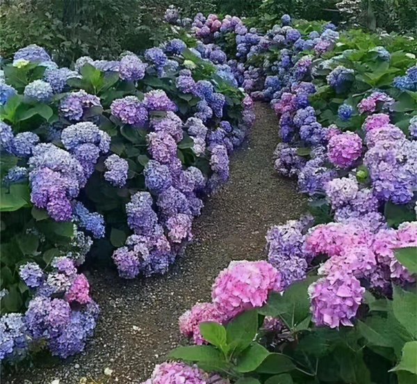 院子背阴的地方适合种什么植物