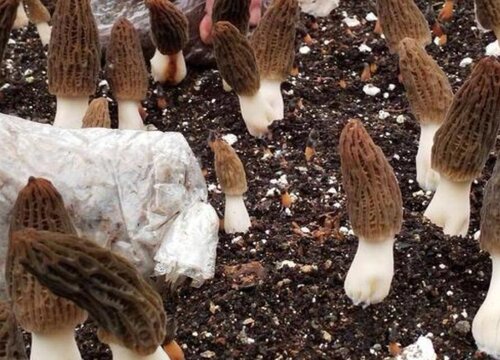 羊肚菌生长在哪里 长在什么地方