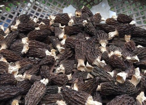 羊肚菌生长在哪里 长在什么地方