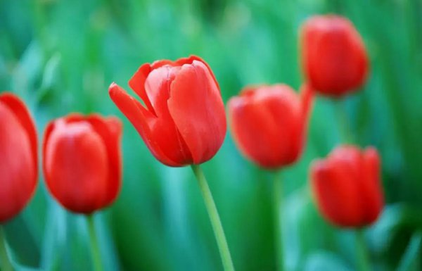 家里养郁金香吉不吉利