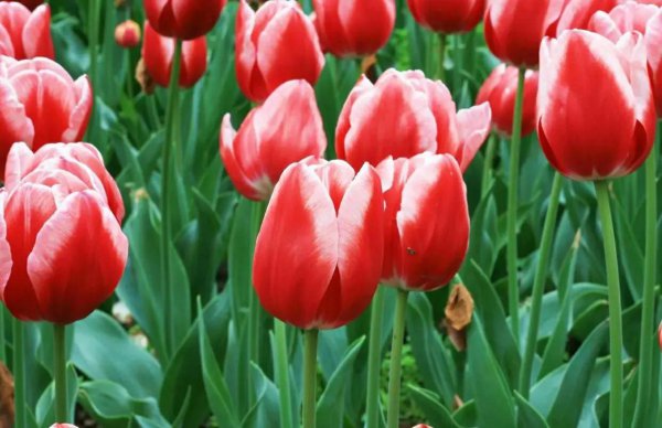 家里养郁金香吉不吉利