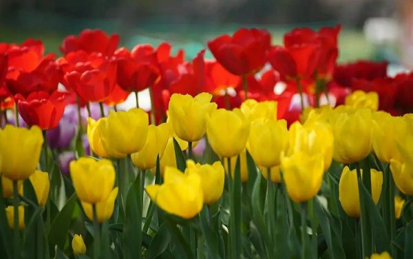 家里养郁金香吉不吉利