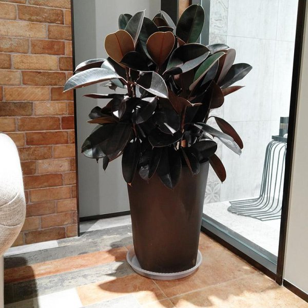 木本植物有哪些种类