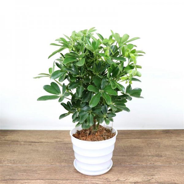 木本植物有哪些种类