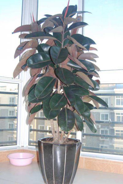 木本植物有哪些种类