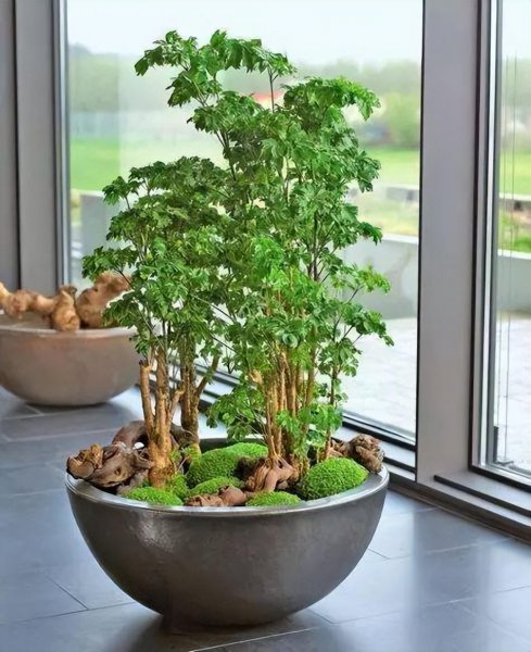 木本植物有哪些种类