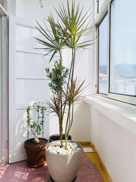 木本植物有哪些种类