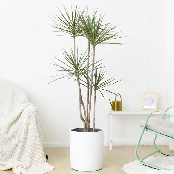 木本植物有哪些种类