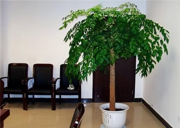 木本植物有哪些种类