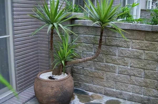 木本植物有哪些种类