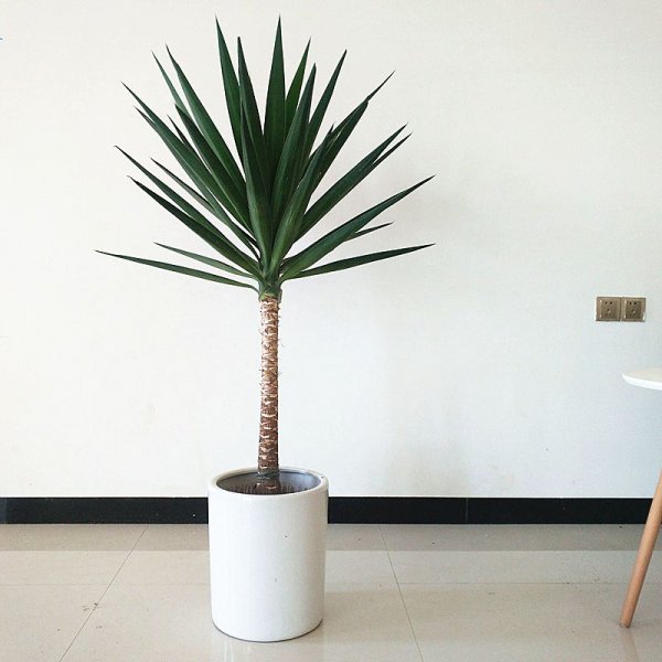 木本植物有哪些种类