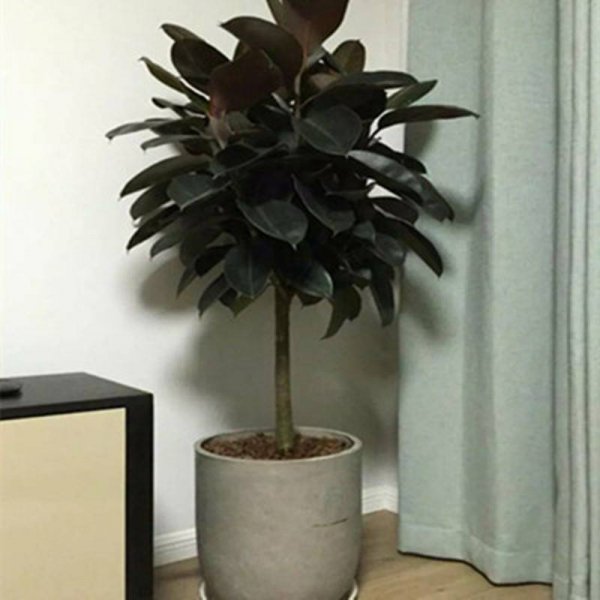 木本植物有哪些种类