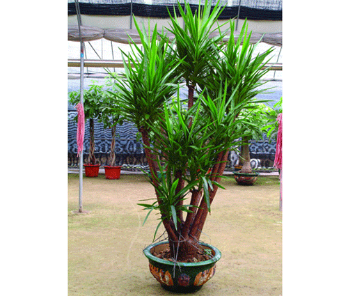 木本植物有哪些种类