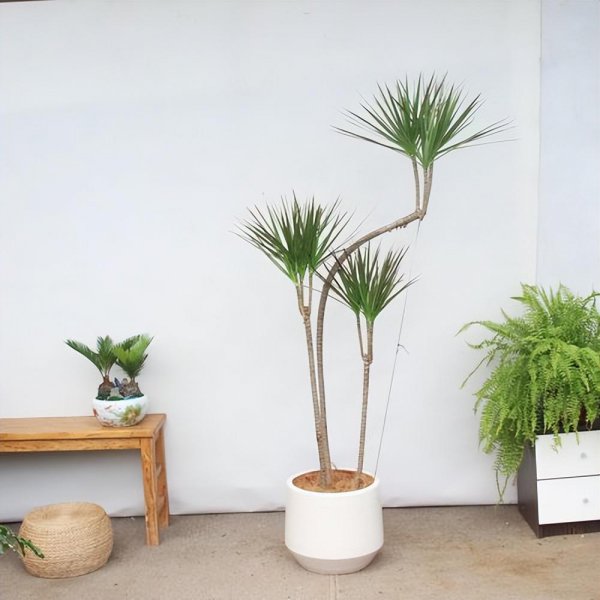 木本植物有哪些种类