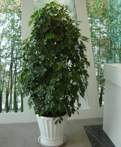 木本植物有哪些种类