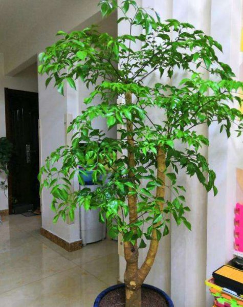 木本植物有哪些种类