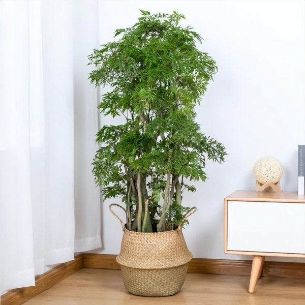 木本植物有哪些种类