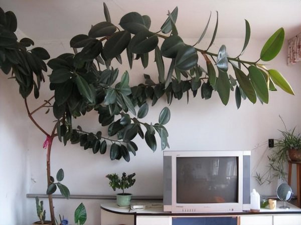 木本植物有哪些种类