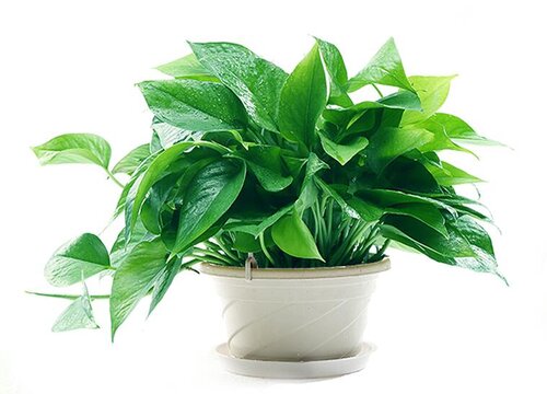 绿萝能不能晒太阳