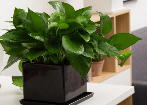 绿萝能不能晒太阳