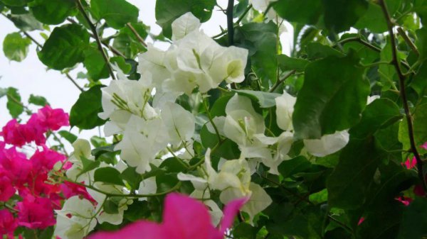 注定跟双子恩爱一生的星座