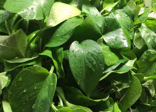 植物营养液如何使用