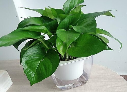 植物营养液如何使用