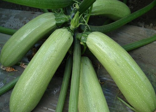 葫芦瓜需要去皮吗