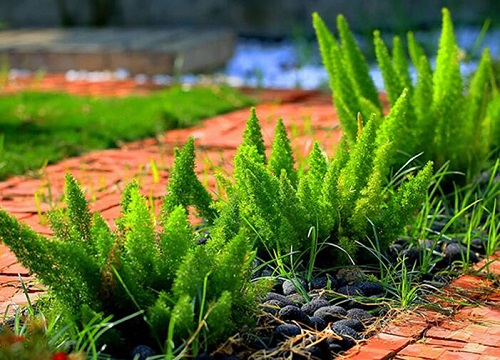 狐尾天门冬的养殖方法和注意事项