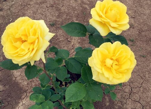 金凤凰月季是藤本还是灌木