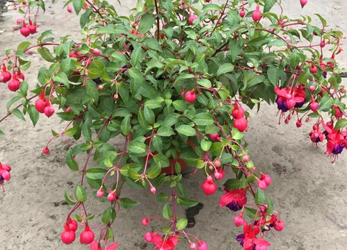 倒挂金钟怎么度夏安全