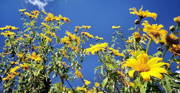 白居易花非花表达了什么感情