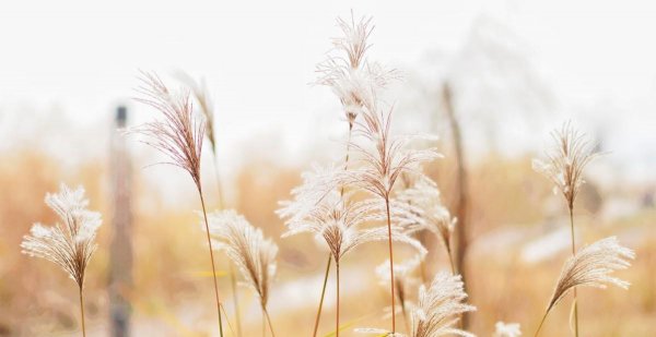 白居易花非花表达了什么感情